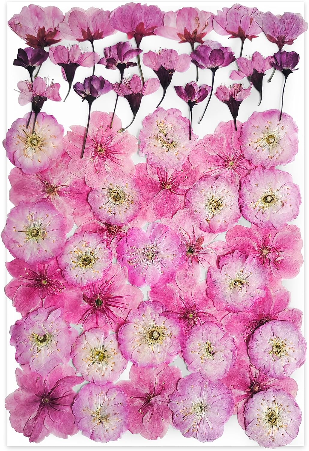 51 Pcs Real Natural Cherry Blossom Dried Pressed Flowers - Delicate Pink Florals for Resin Jewelry, Candle Making, Frame Decor & DIY Craft Projects