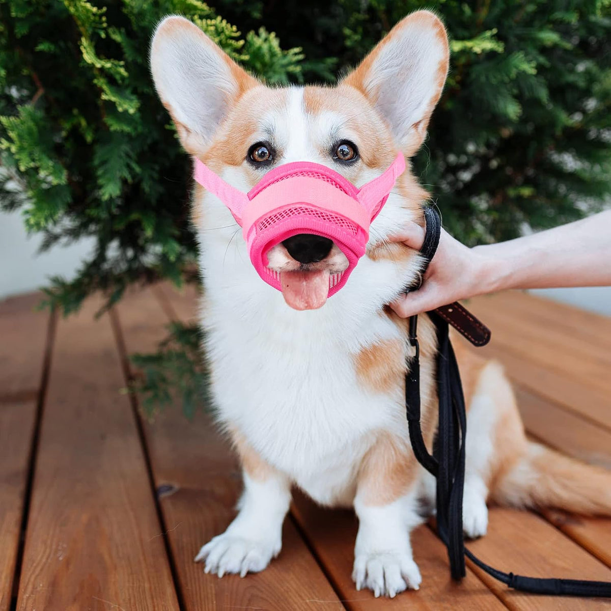 Nylon Mesh Breathable Dog Mouth Cover, Quick Fit Dog Muzzle with Adjustable Straps,Pet Mouth Cover, to Prevent Biting and Screaming to Prevent Accidental Eating(M, Pink)