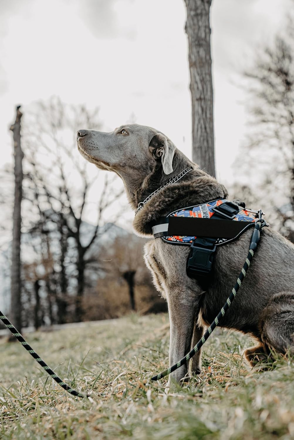 DOGGYKINGDOM No Choke Dog Harness with Handle and Patch Panels, Adjustable Reflective Dog Vest for Medium Sized Dog, Blue, M
