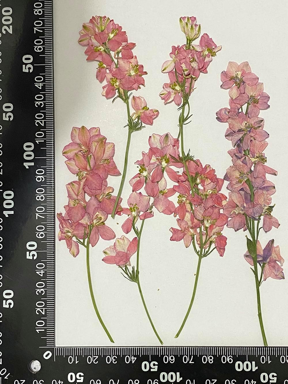 6 pcs Pink Larkspur with Stem Real Natural Dried Pressed Flowers for Resin Scrapbooking DIY Candle Decoration Jewelry Crafts