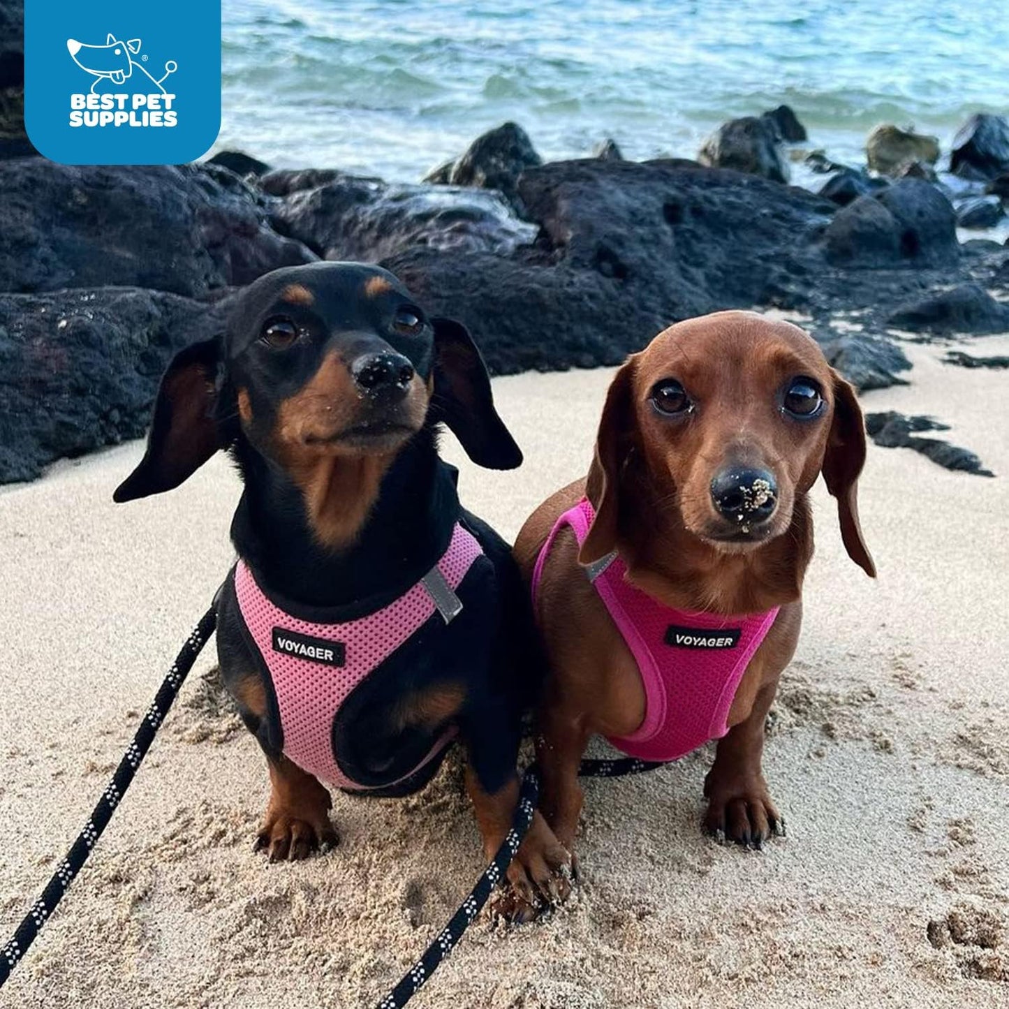 Best Pet Supplies Voyager Step-in Air Harness - All Weather Mesh, Reflective, No Pull Harness for Dogs, Cats - Secure with Hook & Loop Fastener, Buckle, Double D-Rings - Fuchsia, M