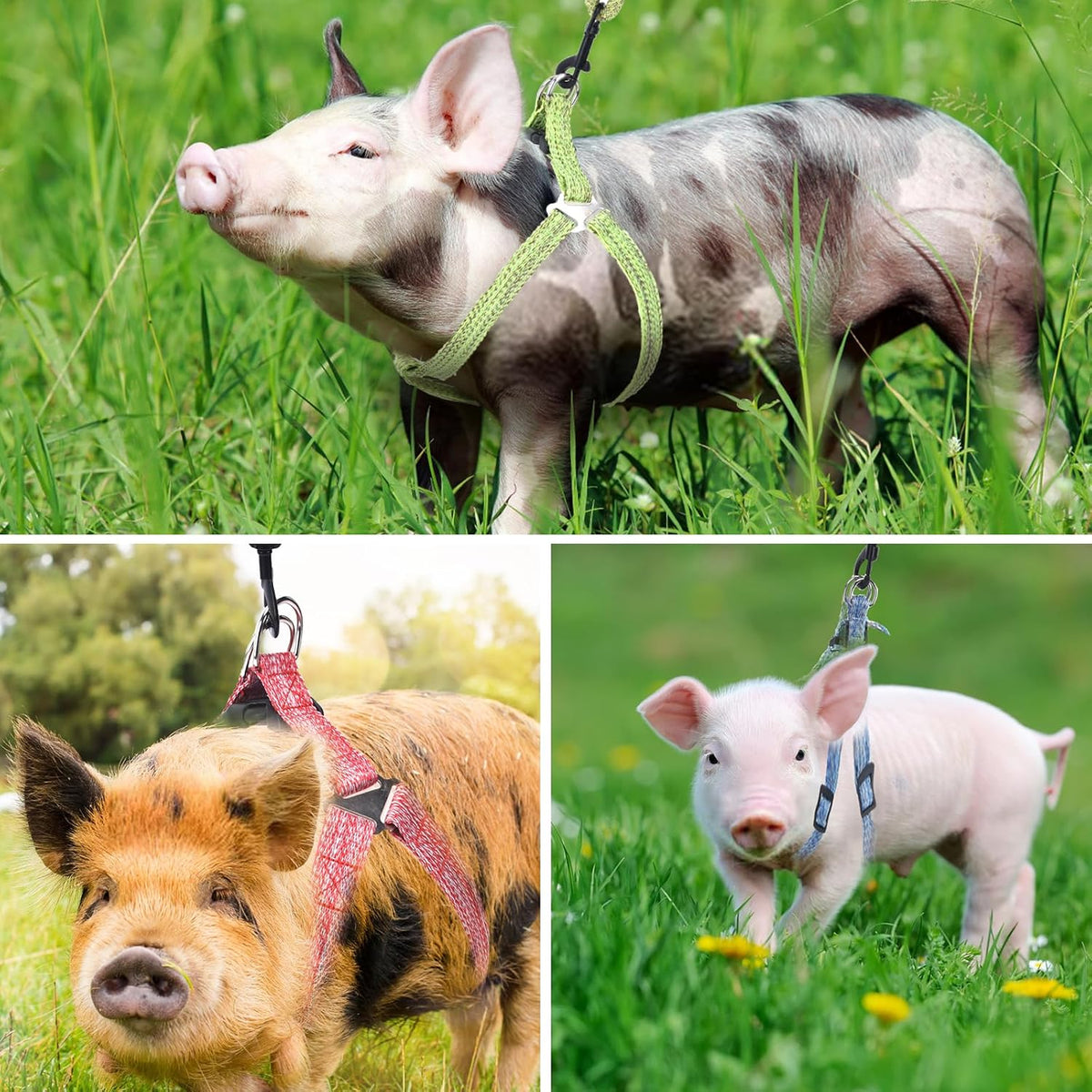Mini Pig Harness Adjustable with Leash Foam Handle Pink, M