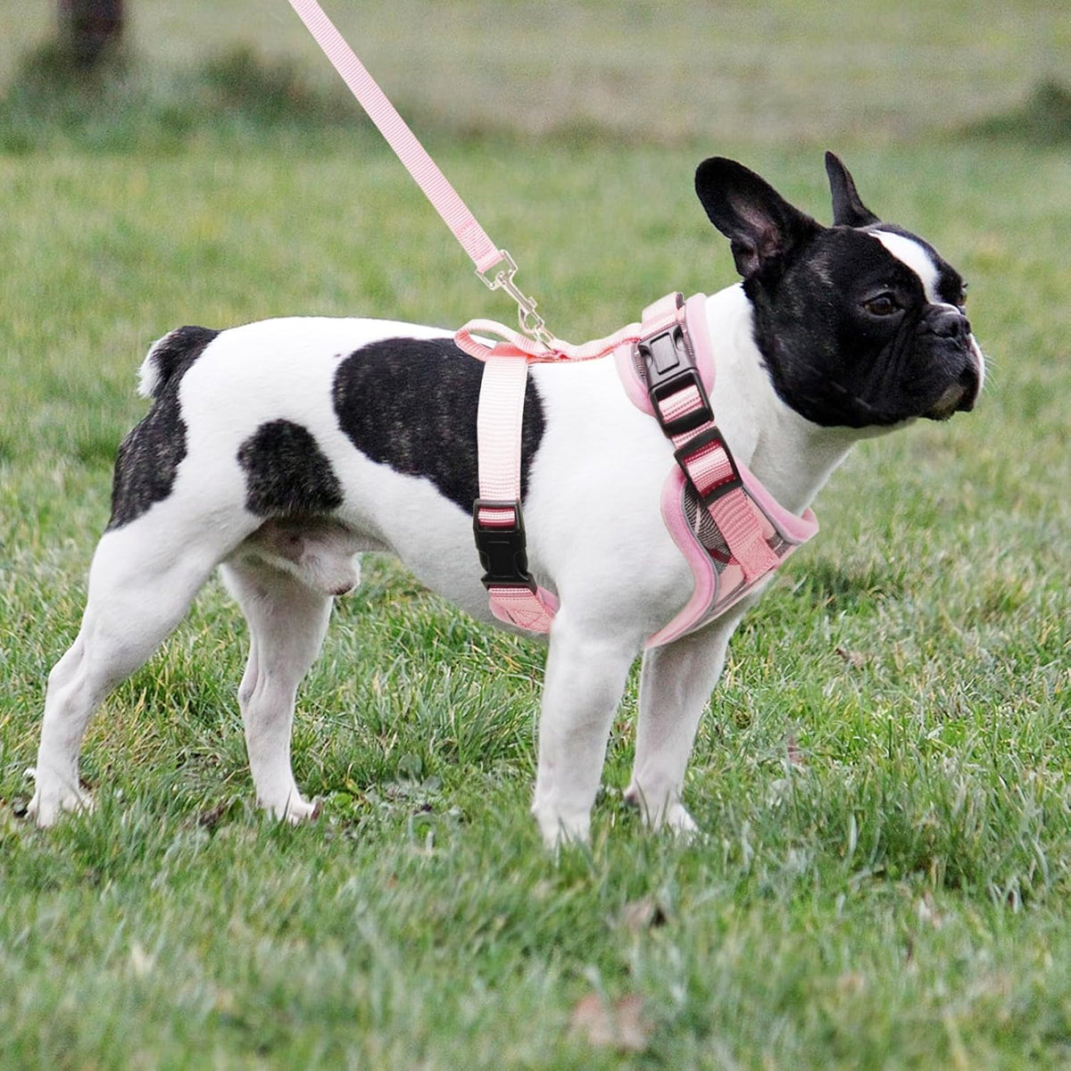Small Dog Harness and Leash Set No Pull for XS XXS Sized Dogs Puppy