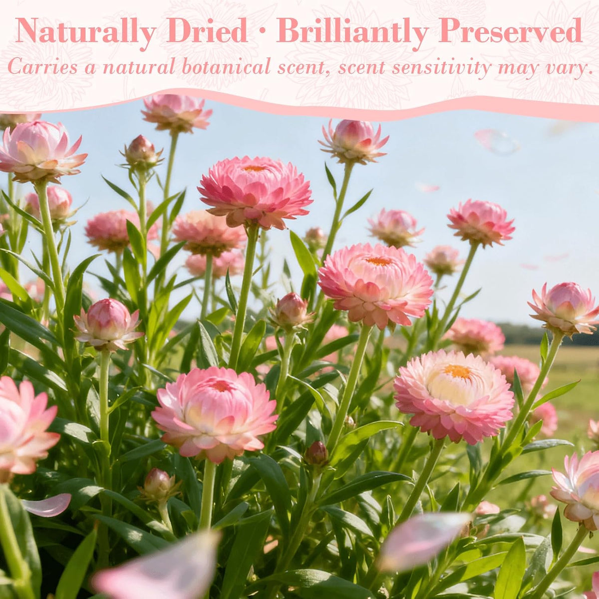50+ Pcs Edible Pink Dried Flowers, Food Grade Helichrysum Strawflowers