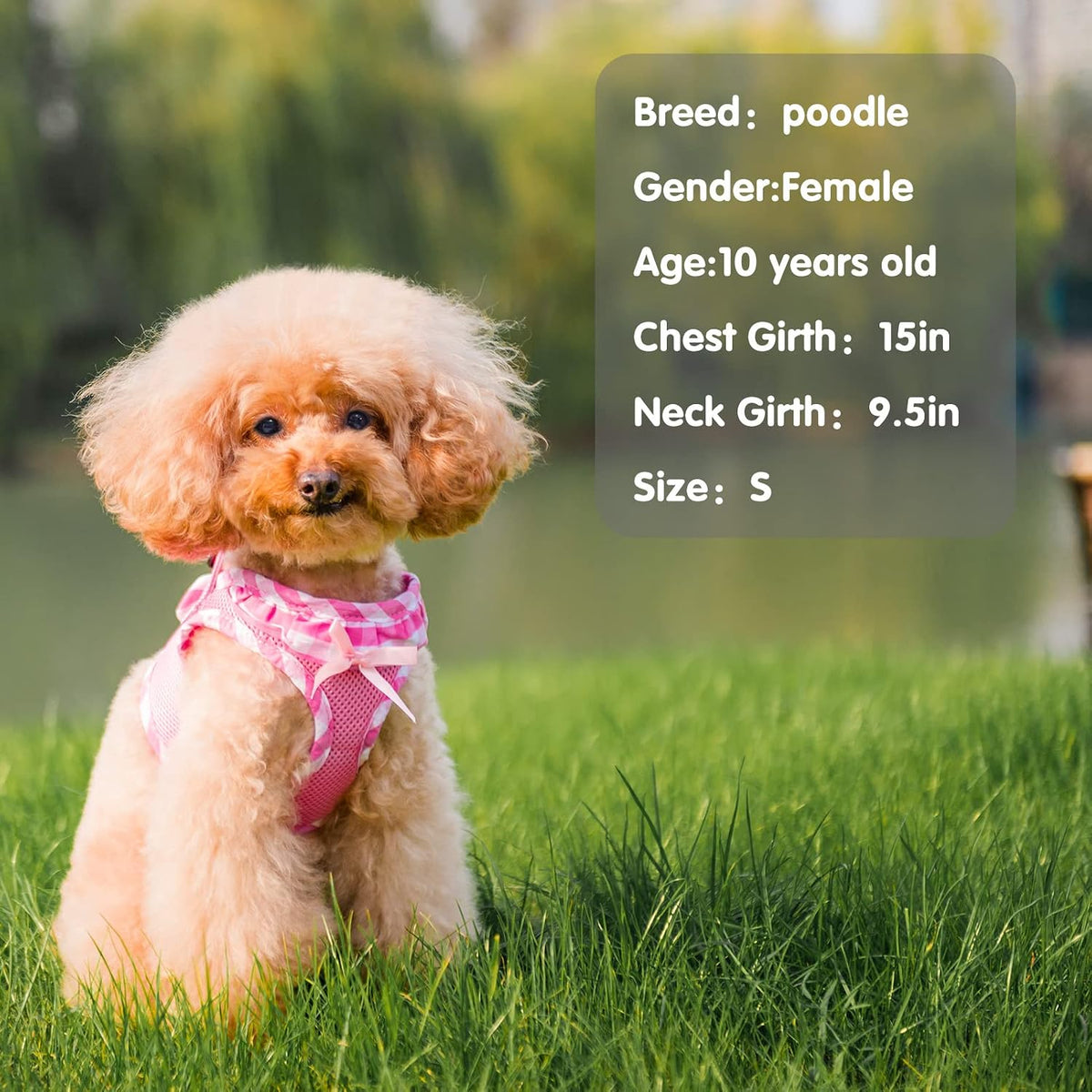 Dog Harness for Puppy and Small Sized Dogs, Step-in No Pull Soft Mesh Vest Harness for Cats Small Pets Walking, Pink, New S