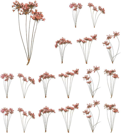 18 Pcs Natural Dried Pressed Flowers for Craft, Lace Real Pressed Dried Flowers Colorful Bouquets for Resin Moulds DIY Scrapbooking Candle Jewelry Making, Pink