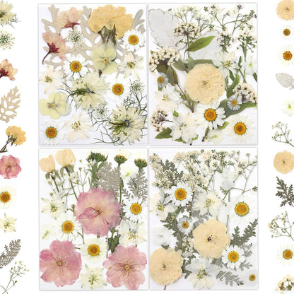 80P White Pink Dried Pressed Flowers
