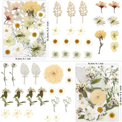 80P White Pink Dried Pressed Flowers