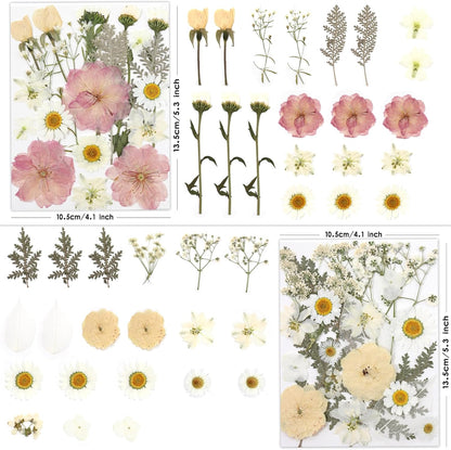 80P White Pink Dried Pressed Flowers