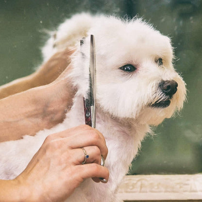 Professional 4CR Stainless Steel 6 in 1 Grooming Scissors for Dogs with Safety Round Tip, Heavy Duty Titanium Coated Pet Grooming Scissor for Dogs, Cats and Other Animals