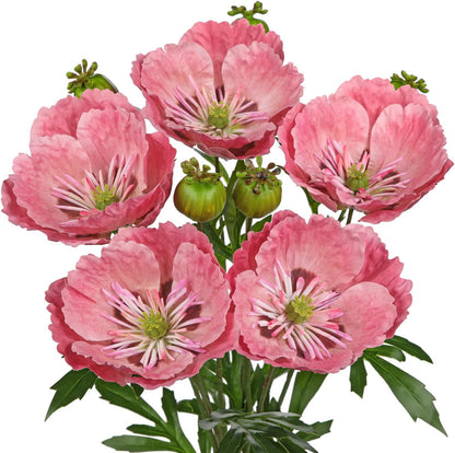 5Pcs Pink Poppy Flowers Artificial Bouquet 32.2" Silk Fake Poppy Flowers Arrangement Real Touch Faux Poppies Flower Long Stem for DIY Wedding Party Table Centerpiece Table Home Decor