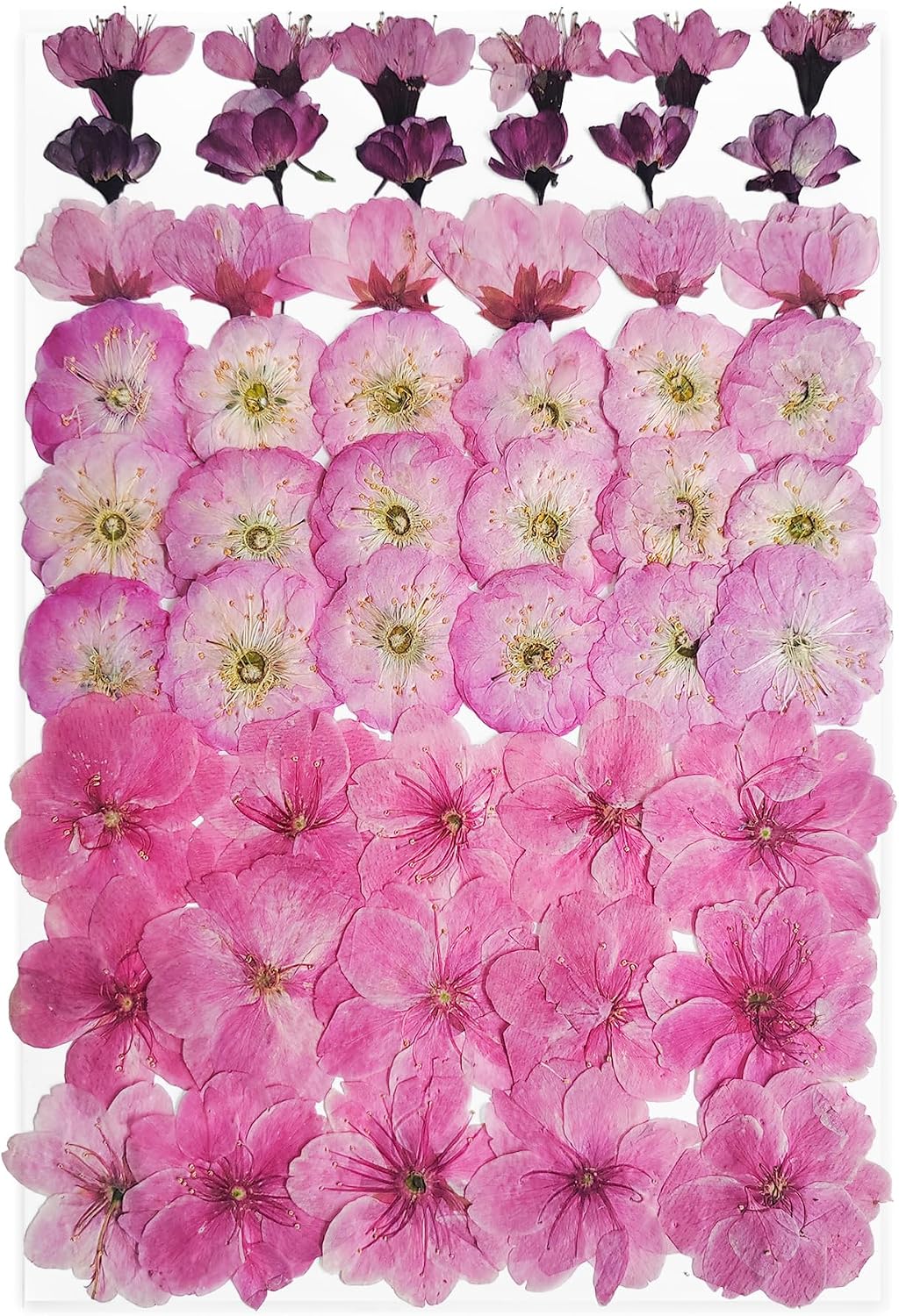 51 Pcs Real Natural Cherry Blossom Dried Pressed Flowers - Delicate Pink Florals for Resin Jewelry, Candle Making, Frame Decor & DIY Craft Projects