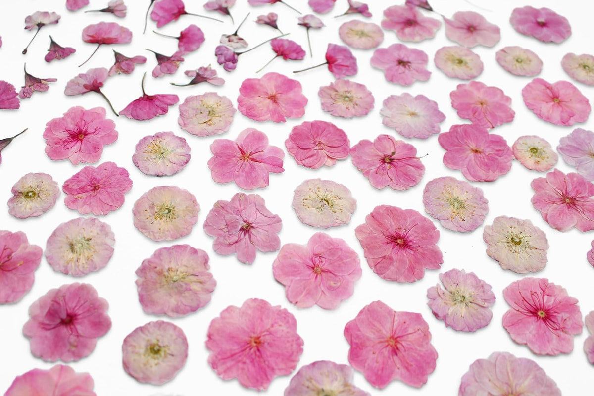 51 Pcs Real Natural Cherry Blossom Dried Pressed Flowers - Delicate Pink Florals for Resin Jewelry, Candle Making, Frame Decor & DIY Craft Projects