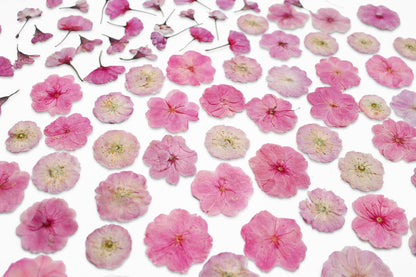 51 Pcs Real Natural Cherry Blossom Dried Pressed Flowers - Delicate Pink Florals for Resin Jewelry, Candle Making, Frame Decor & DIY Craft Projects