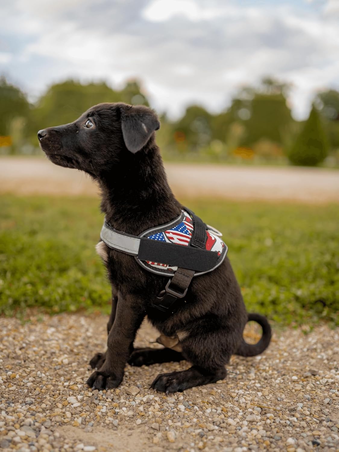 DOGGYKINGDOM No Choke Dog Harness with Handle and Patch Panels, Adjustable Reflective Dog Vest for Medium Sized Dog, Blue, M