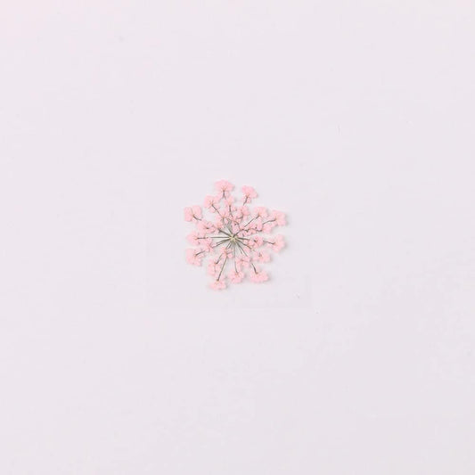 100pcs/pack Ammi majus Natural Pressed Dried Flower for Resin Jewelry Making, Soap and Candle Making, Scrapbooking DIY (Pink)