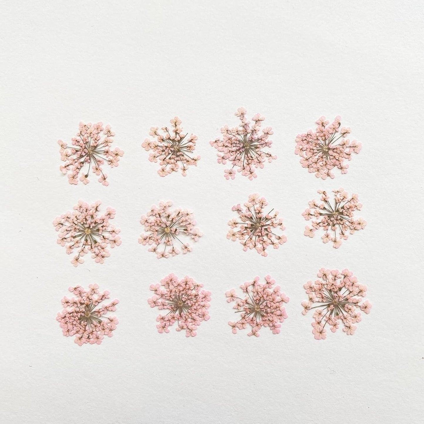 100pcs/pack Ammi majus Natural Pressed Dried Flower for Resin Jewelry Making, Soap and Candle Making, Scrapbooking DIY (Pink)