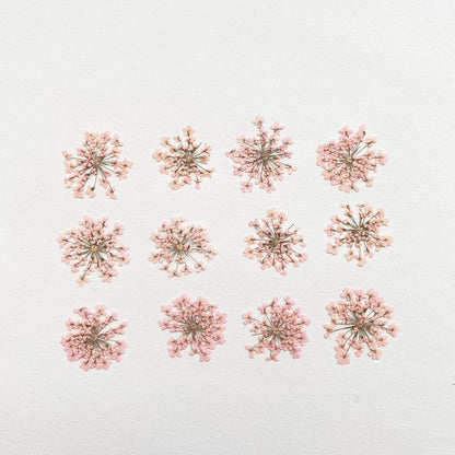 100pcs/pack Ammi majus Natural Pressed Dried Flower for Resin Jewelry Making, Soap and Candle Making, Scrapbooking DIY (Pink)
