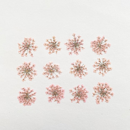 100pcs/pack Ammi majus Natural Pressed Dried Flower for Resin Jewelry Making, Soap and Candle Making, Scrapbooking DIY (Pink)