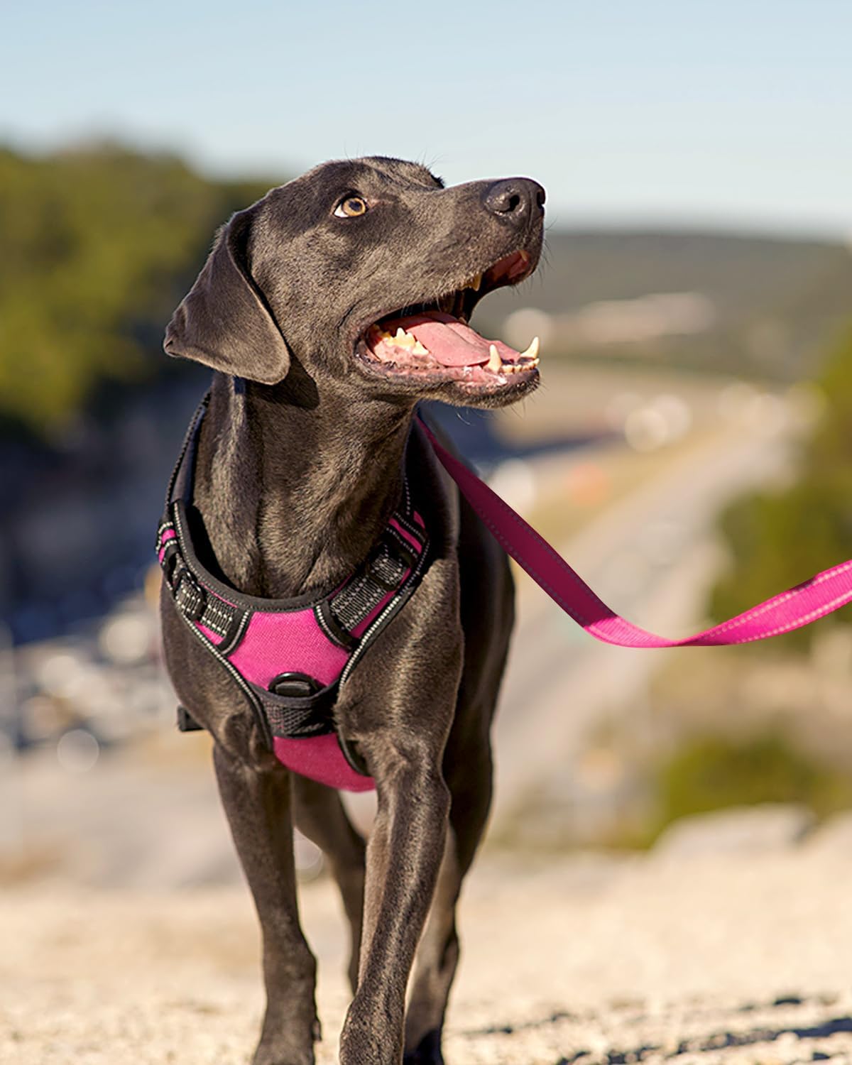 No Pull Dog Harness for Large Dogs, Front Clip, Hot Pink