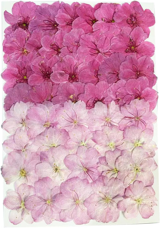 48Pcs Pressed Dried Cherry Blossom Flowers – Pink & White Mixed – Real Natural Sakura Floral for Cake Decorations Topper, Resin Jewelry, Nail Art, Epoxy Molds, Scrapbooking, DIY Crafts, Wedding Decor