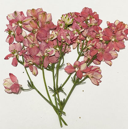 6 pcs Pink Larkspur with Stem Real Natural Dried Pressed Flowers for Resin Scrapbooking DIY Candle Decoration Jewelry Crafts