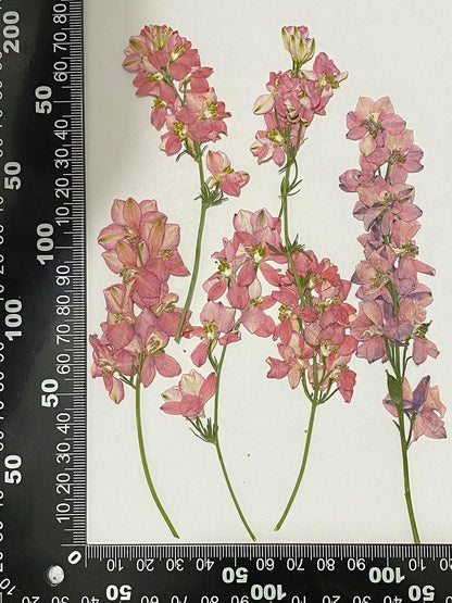 6 pcs Pink Larkspur with Stem Real Natural Dried Pressed Flowers for Resin Scrapbooking DIY Candle Decoration Jewelry Crafts
