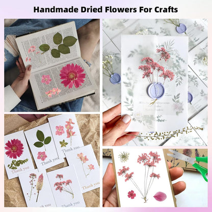 12“ Large Bulk Dried Pressed Flowers for Glass Frame, Real Dry Natural Flower Leaf for Resin Mold, Cake Decor, Holiday Decorations, Phone Cases, Invitations (Pink Fairy)