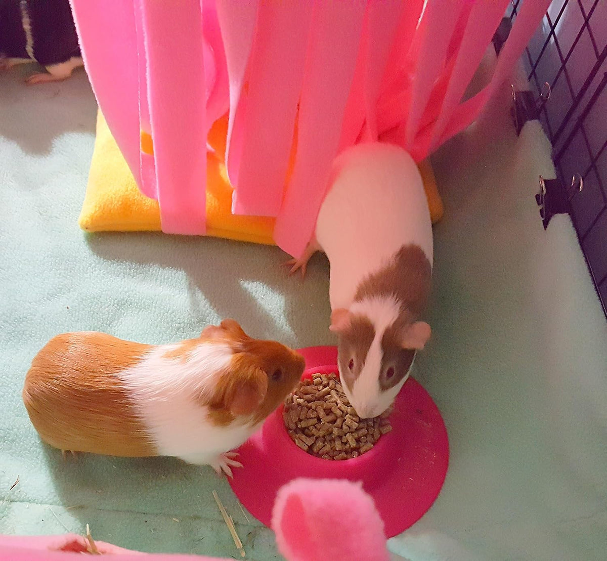 Tip-Proof Ergonomic Pet Bowl for Guinea Pig and Other Small Pets, 1/4-Cup Small Size, Fuchsia (Pink)
