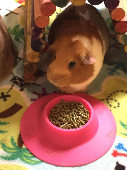 Tip-Proof Ergonomic Pet Bowl for Guinea Pig and Other Small Pets, 1/4-Cup Small Size, Fuchsia (Pink)