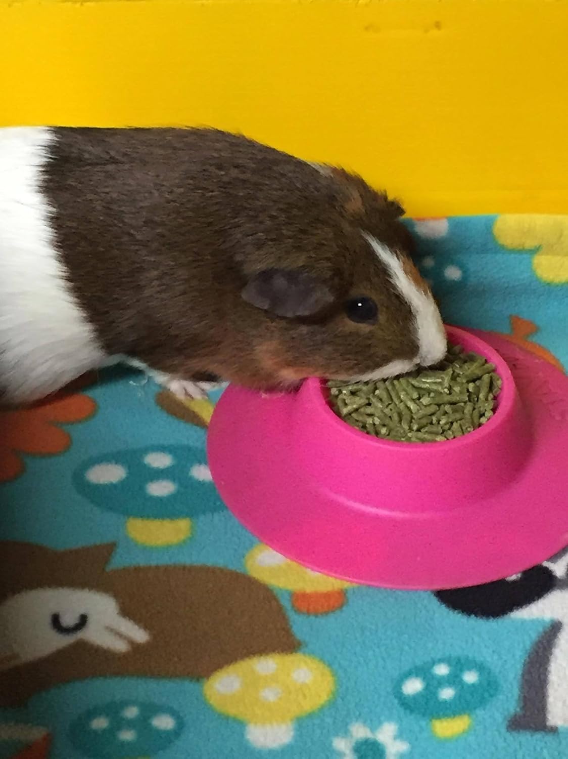 Tip-Proof Ergonomic Pet Bowl for Guinea Pig and Other Small Pets, 1/4-Cup Small Size, Fuchsia (Pink)