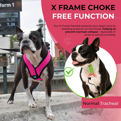 Comfort X Head-in Dog Harness, Choke-Free, Flamingo Pink, X-Large