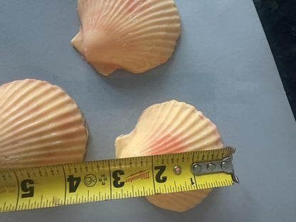 Decorative Sea Shell Soaps, Peach Mango Scented, Orange, Set of 3