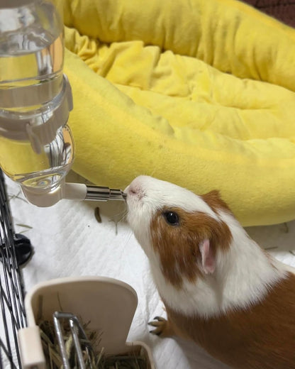 Leak-Proof Small Animal Water Bottle for Chinchillas, Guinea Pigs & Rabbits, Bird & Parrot Water Dispenser (Pink, 8.12oz)