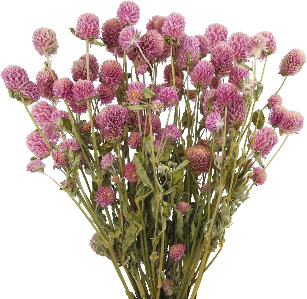 Dried Flower Pink Globe Amaranth Dried Flowers Bundles Natural Dried Flowers Bouquet for Wedding Table Vase Decor Boho DIY Wreath Floral Home Office Party Garden Decoration