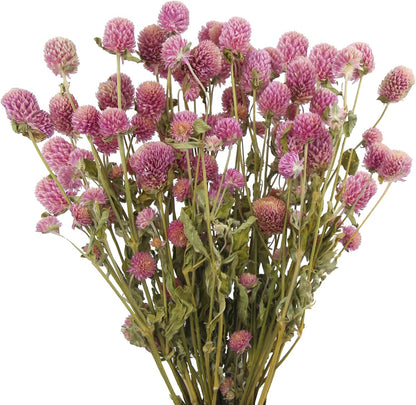 Dried Flower Pink Globe Amaranth Dried Flowers Bundles Natural Dried Flowers Bouquet for Wedding Table Vase Decor Boho DIY Wreath Floral Home Office Party Garden Decoration