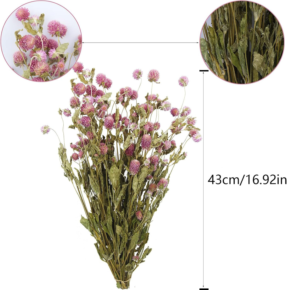 Dried Flower Pink Globe Amaranth Dried Flowers Bundles Natural Dried Flowers Bouquet for Wedding Table Vase Decor Boho DIY Wreath Floral Home Office Party Garden Decoration