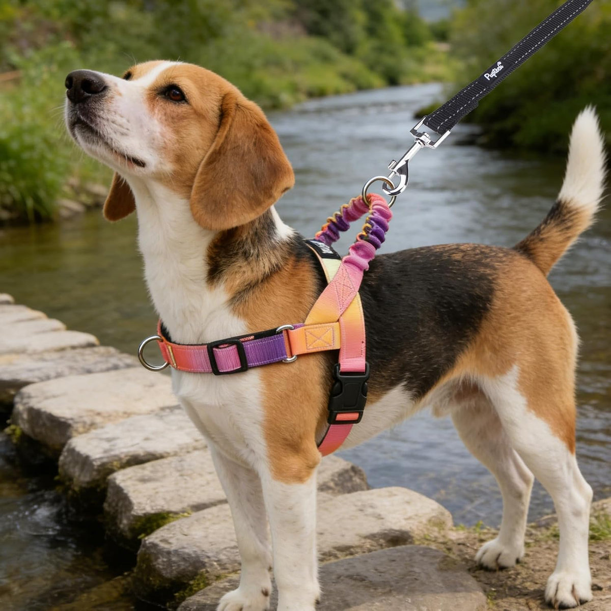 No Pull Dog Harness Small Sized Dog, Adjustable Reflective Pet Vest Harness with Bungee Handle, Escape Proof No Choke Harness for Small Dogs Walking Training, Pink & Purple L