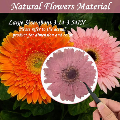 Pink Large Size Dried Sunflowers for Resin Crafts Embellishment, Natural Pressed African Daisy, Gerbera Jamesonii for DIY Jewellery Candle Making Phone Case Home Wedding Decor (3.14-3.54IN)