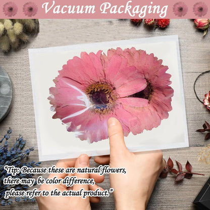 Pink Large Size Dried Sunflowers for Resin Crafts Embellishment, Natural Pressed African Daisy, Gerbera Jamesonii for DIY Jewellery Candle Making Phone Case Home Wedding Decor (3.14-3.54IN)
