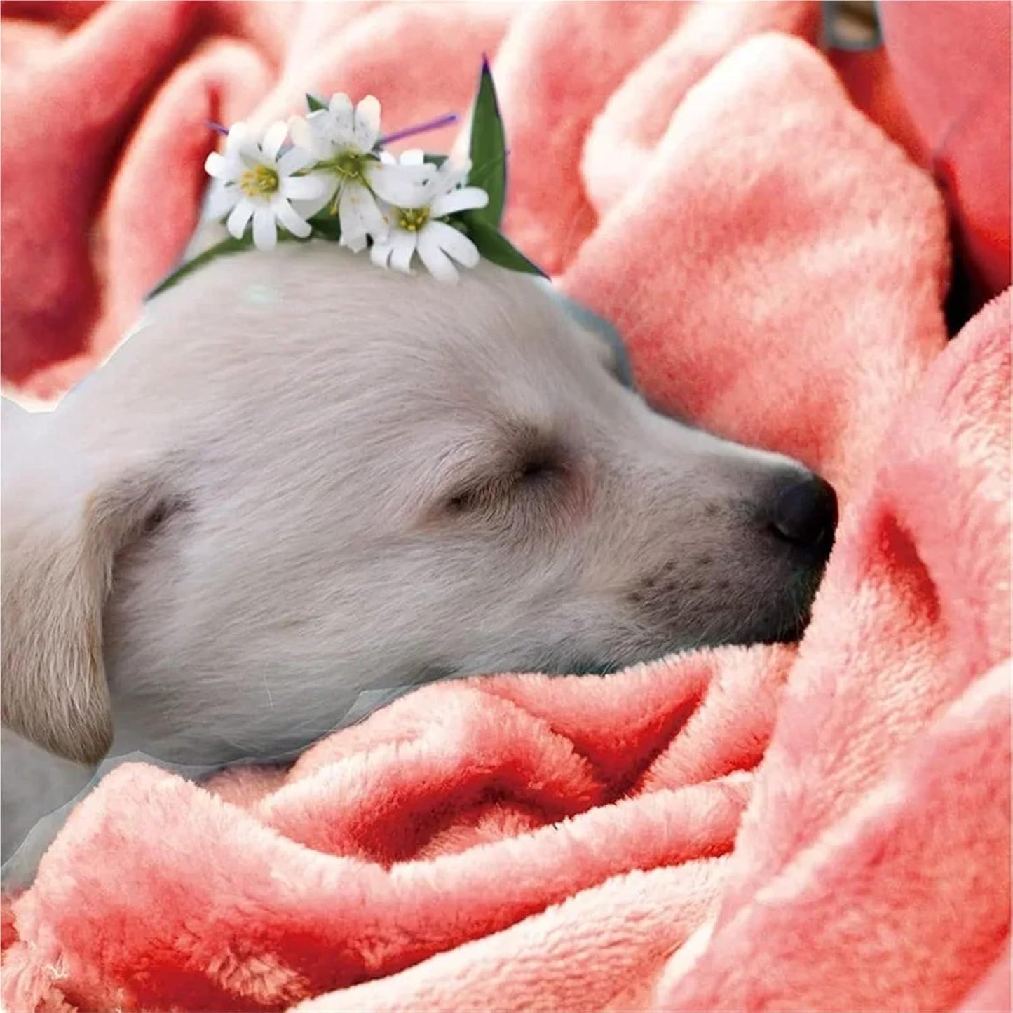 Coral Fleece Blanket for Couch Monochromatic Plush Fuzzy Lightweight Throw Super Soft Nap Blankets(Lemon Yellow,100x140cm(39x55inch))