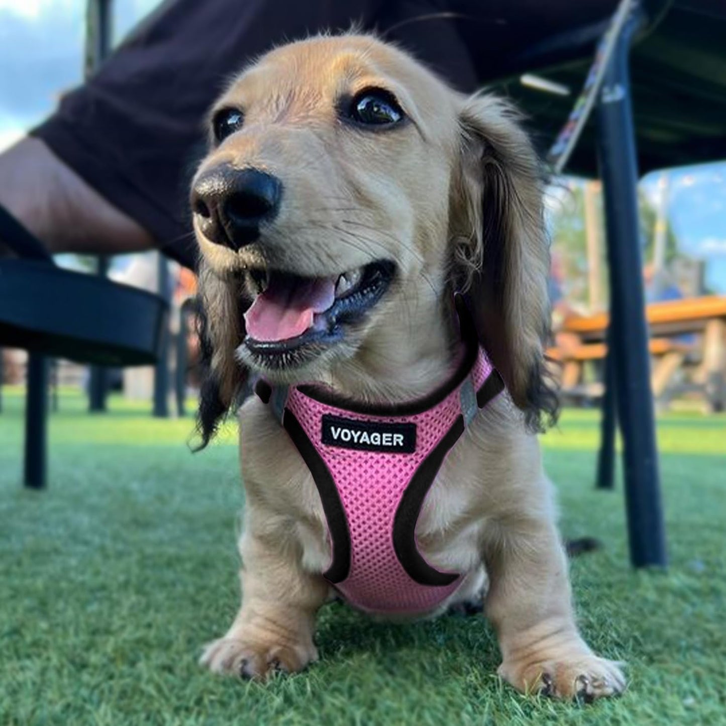 Best Pet Supplies - All Weather Mesh / Plush, Reflective, No Pull Harness for Small, Medium Dogs, Cats - Secure with Hook & Loop Fastener, Buckle, Double D-Rings - Pink/Black Trim, XS