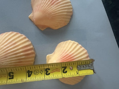 Decorative Sea Shell Soaps with Shea Butter and Vitamin E, Peach Mango Scented, Orange, Set of 3