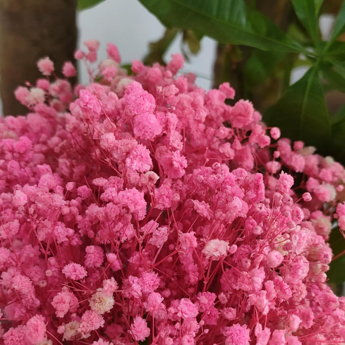 Dried Babys Breath Bulk Natural Dried Gypsophila Flowers Pink Babys Breath Stems for Home Decor, Weddings, Crafts