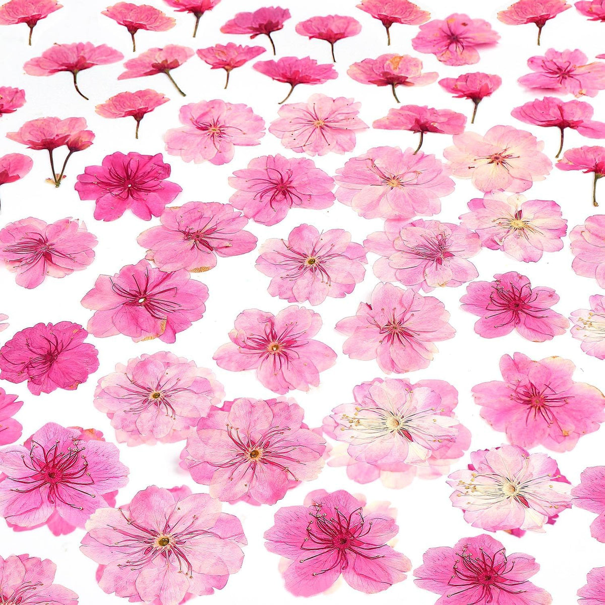 48 Pcs Mix Natural Dried Pressed Cherry Blossoms for Floral Cake Decorating, Cocktail Garnish, Resin Jewelry Making, DIY Art Crafts (Pink Sakura)