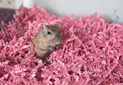 ECO BEDDING 99% Dust Free Paper Bedding for Small Pets and Birds, Pink, 3 lb (Expands to 60 L)