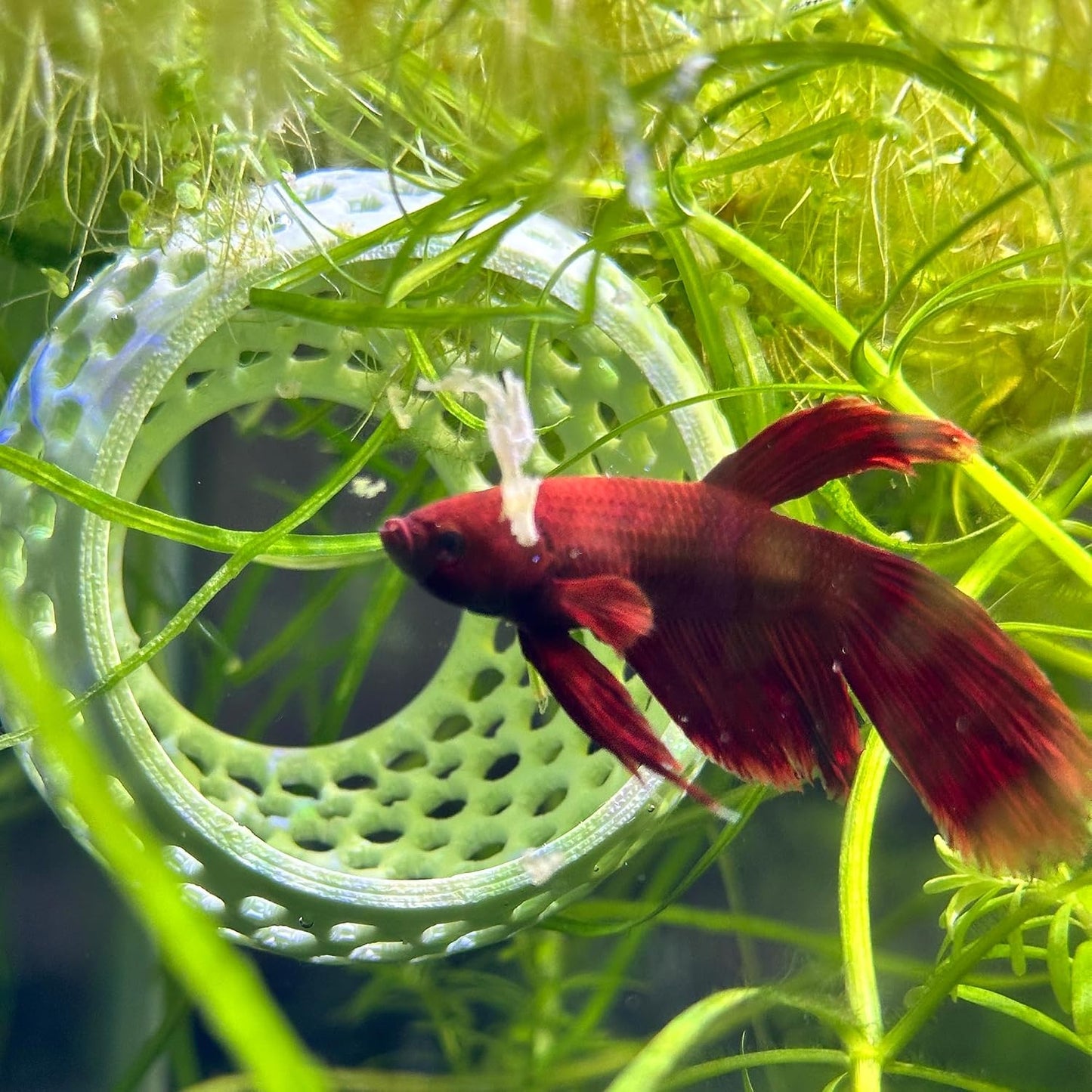 CTWPets Betta Bulb Hide | Betta Rest Fish Tank Ornament | Aquarium Cave with Suction Cup for Small Fish Tank, Betta Habitat, Shrimp Hideout, Aquatic Decor (Bubblegum Pink)