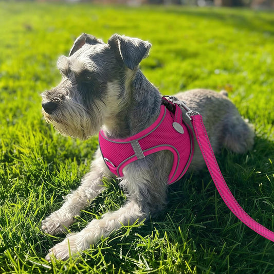 Joytale Small Dog Harness, Breathable Mesh Step-in Vest, Reflective Soft Padded Harnesses for Small and Medium Dogs, Hot Pink, M