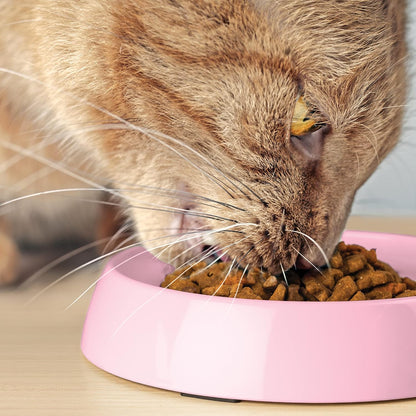 CatGuru Cat Bowls, Whisker Friendly Food Bowl for Indoor Cats, Reliefs Whisker Fatigue, Wide Kitten Dish, Non Slip Pet Dishes, Shallow Pet Plates (Pink, (Pack of 2))