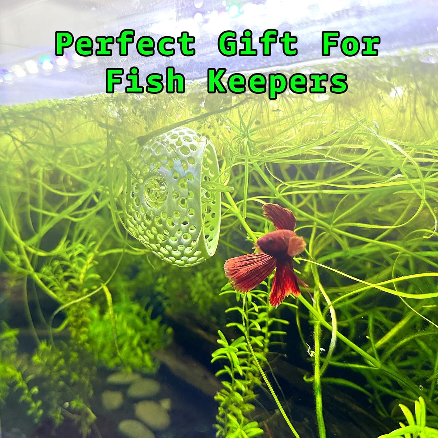 CTWPets Betta Bulb Hide | Betta Rest Fish Tank Ornament | Aquarium Cave with Suction Cup for Small Fish Tank, Betta Habitat, Shrimp Hideout, Aquatic Decor (Bubblegum Pink)